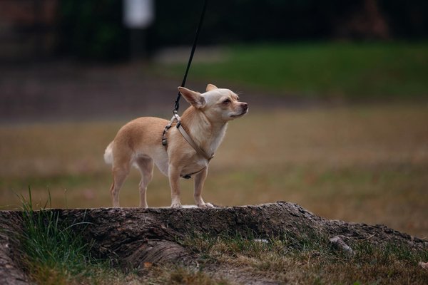 Boutique pour les friandises naturelles de votre chien : le choix santé