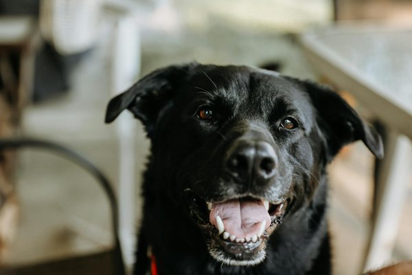 Brosser les dents de son chat : Tout ce que vous devez savoir