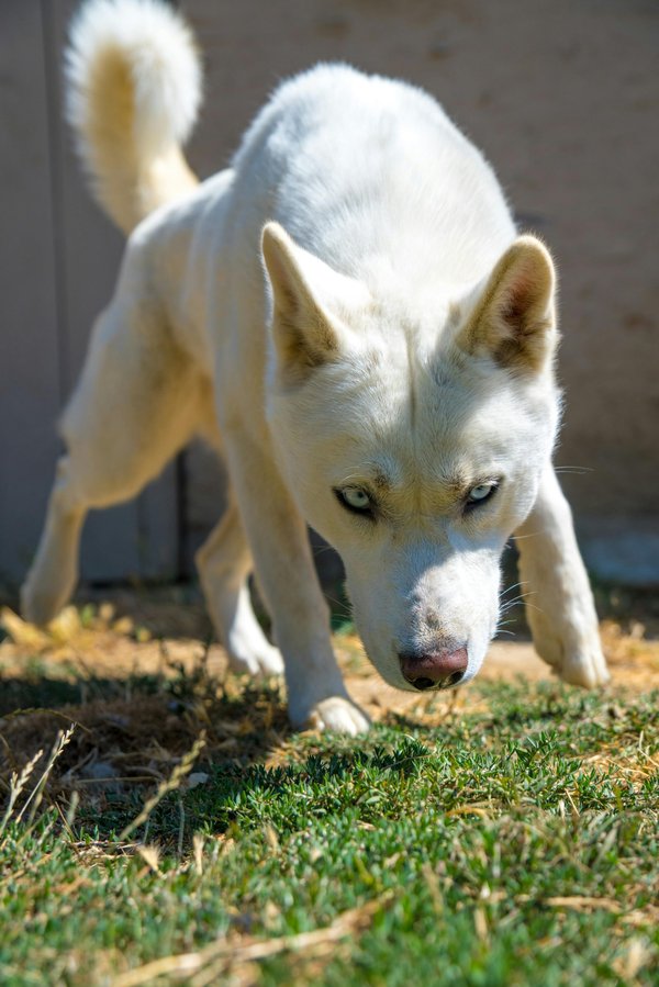 Chien de détection de punaises de lit à Paris : le guide essentiel