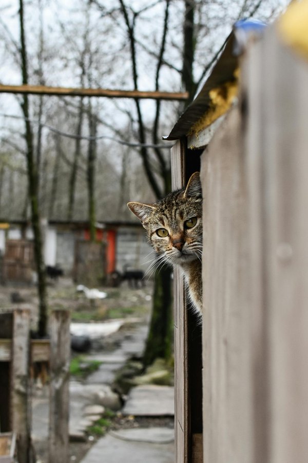 Les meilleures cabanes pour chats d'extérieur en 2026